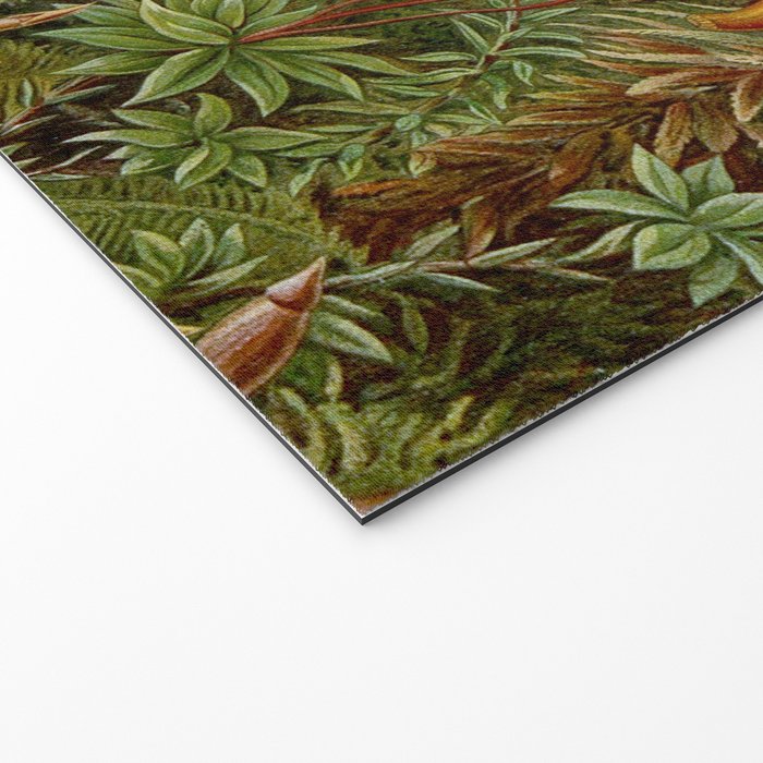 Art Forms of Nature - Ernst Haeckel - 1899-1904  Welcome Mat Gallery Image 2