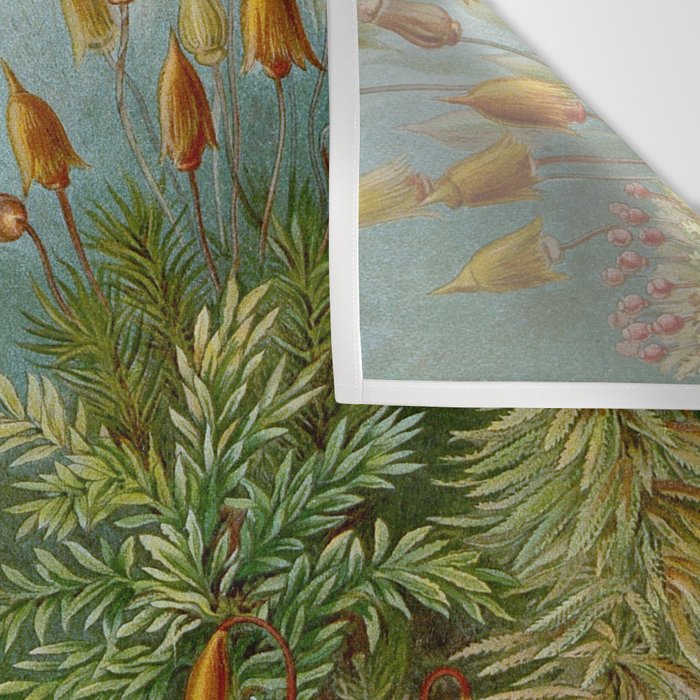 Art Forms of Nature - Ernst Haeckel - 1899-1904  Wall Tapestry Gallery Image 3