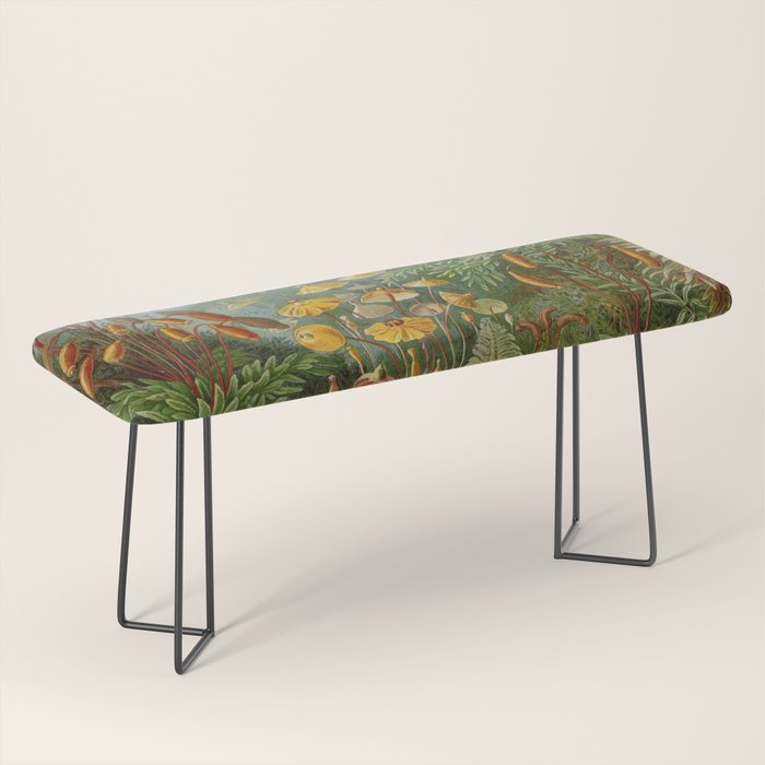 Art Forms of Nature - Ernst Haeckel - 1899-1904  Bench Gallery Image 1