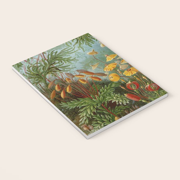 Art Forms of Nature - Ernst Haeckel - 1899-1904  Notebook Gallery Image 3