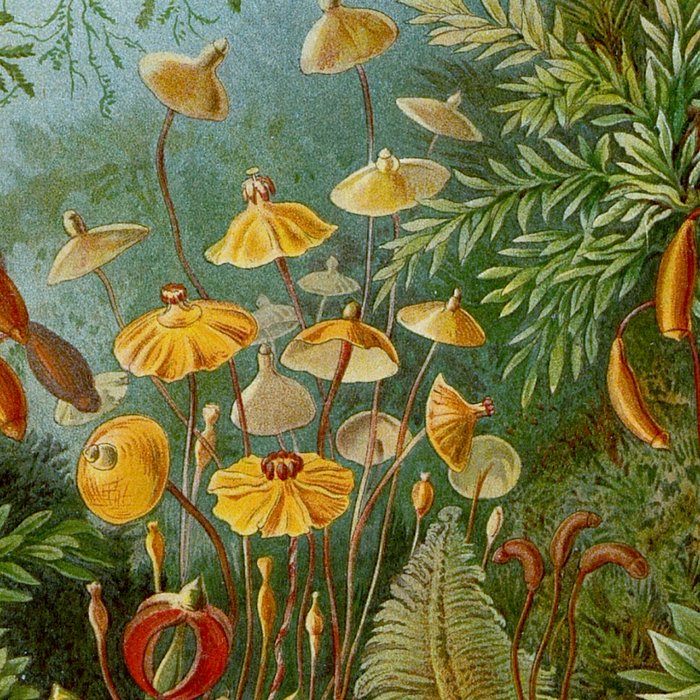 Art Forms of Nature - Ernst Haeckel - 1899-1904  Coffee Mug Gallery Image 2