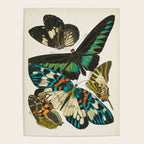 Vintage Butterfly Illustration EA Seguy Papillon Poster Gallery Image 4