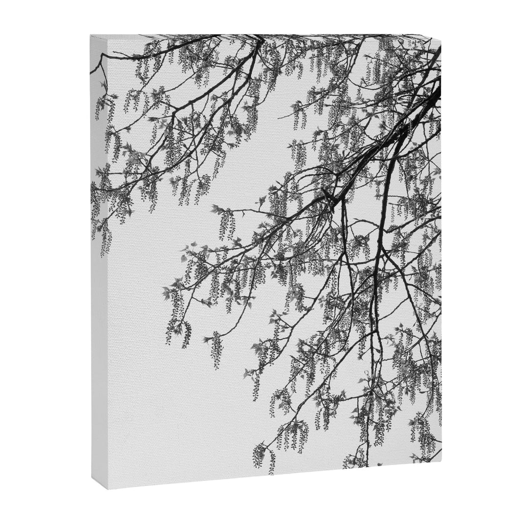 Wisteria Tree Art Print - Black and White Nature Photography Canvas Print Gallery Image 6