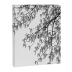 Wisteria Tree Art Print - Black and White Nature Photography Canvas Print Gallery Image 6