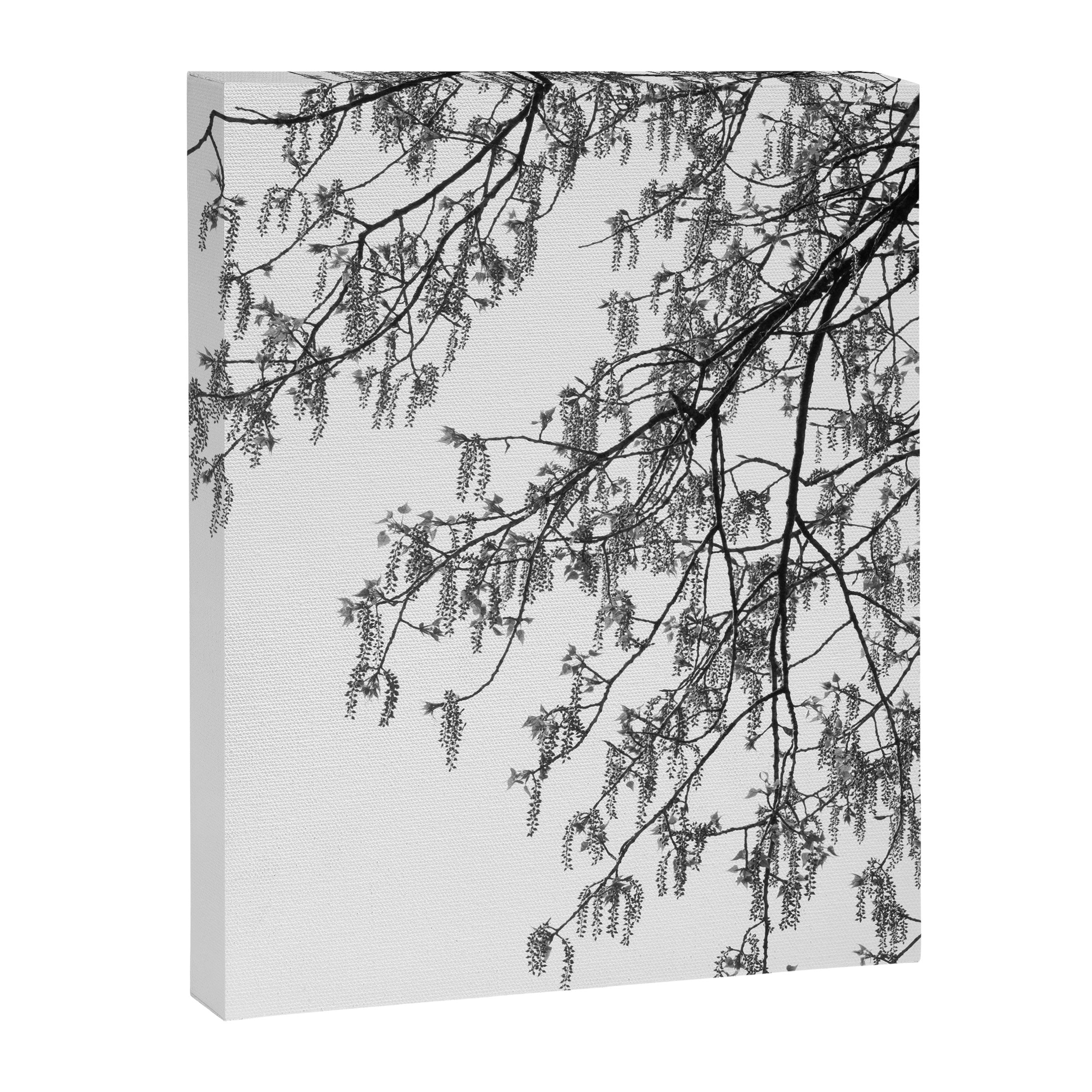 Wisteria Tree Art Print - Black and White Nature Photography Canvas Print Gallery Image 6