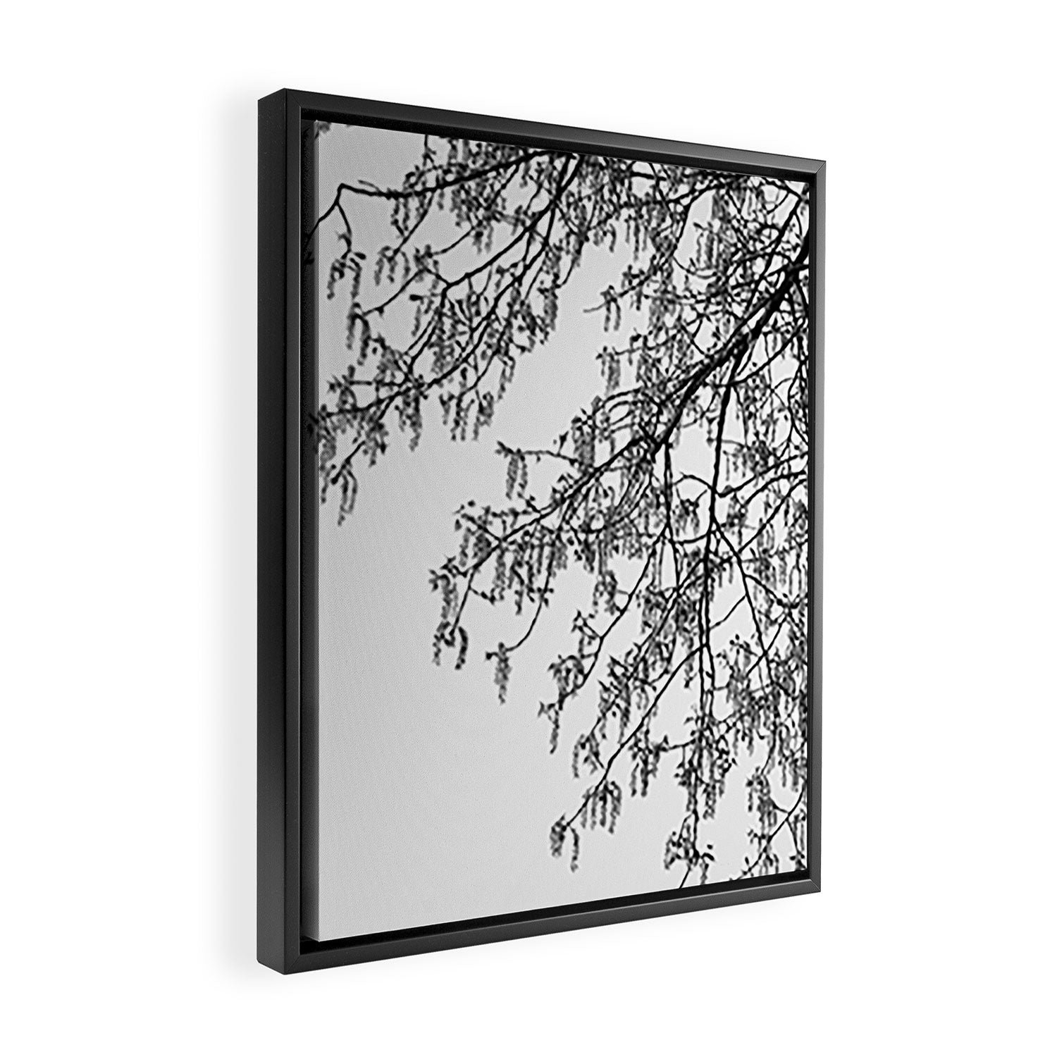 Wisteria Tree Art Print - Black and White Nature Photography Framed Canvas Print Gallery Image 2
