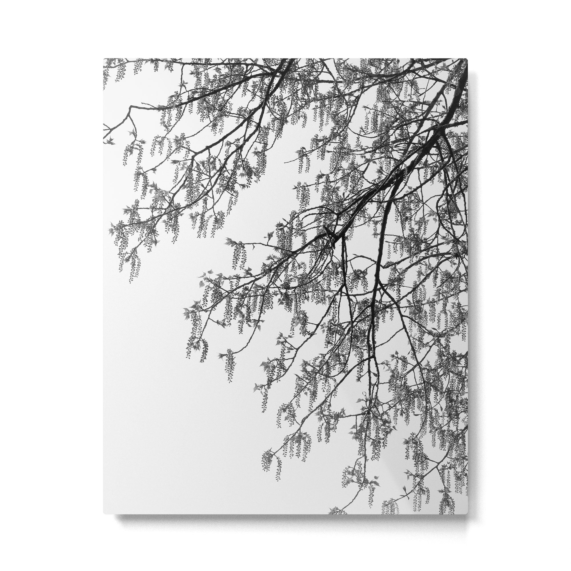 Wisteria Tree Art Print - Black and White Nature Photography Metal Print Gallery Image 4