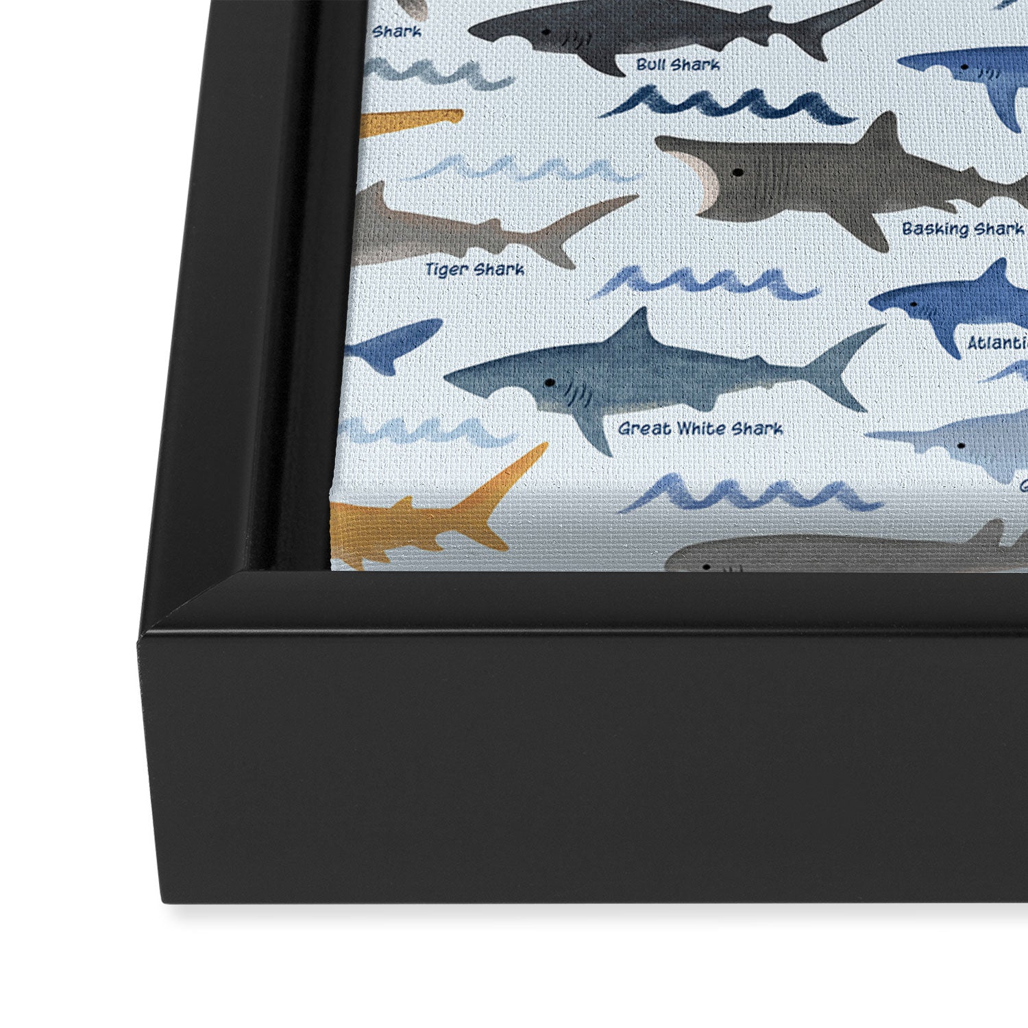 Shark Species Identification Chart Framed Canvas Print Gallery Image 3