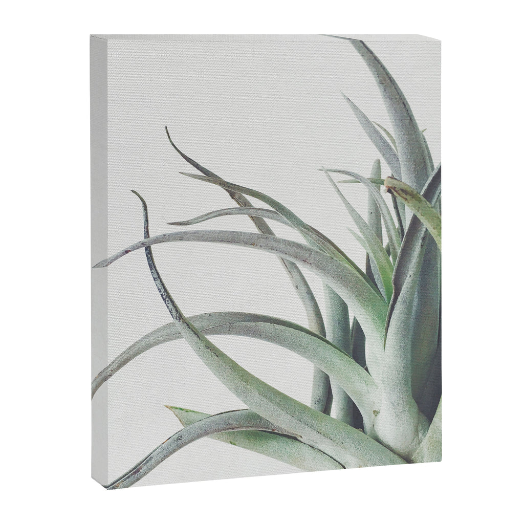 Air Plant II Canvas Print Gallery Image 8