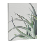 Air Plant II Canvas Print Gallery Image 8