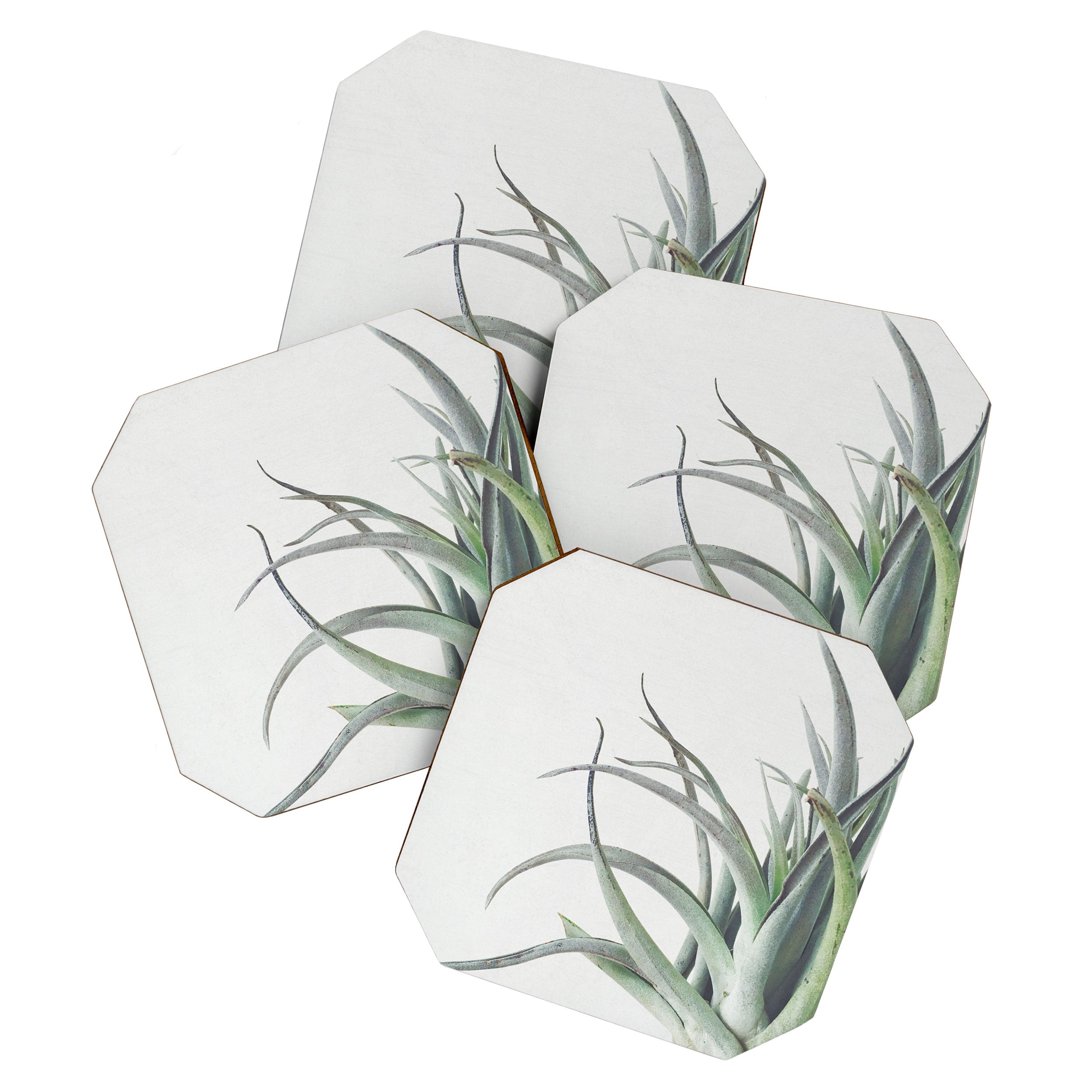 Air Plant II Coaster Gallery Image 1