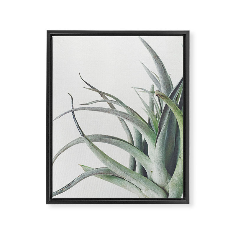 Air Plant II Framed Canvas Print Gallery Image 8