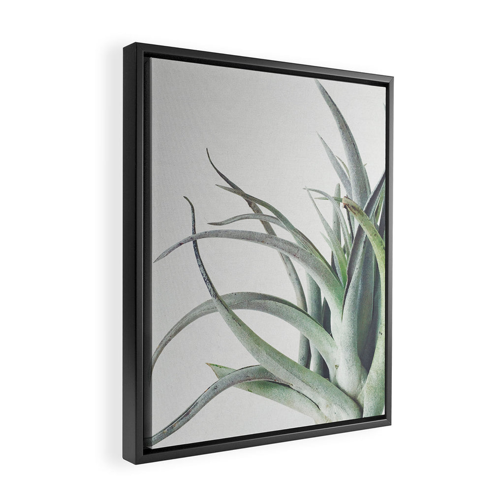 Air Plant II Framed Canvas Print Gallery Image 2