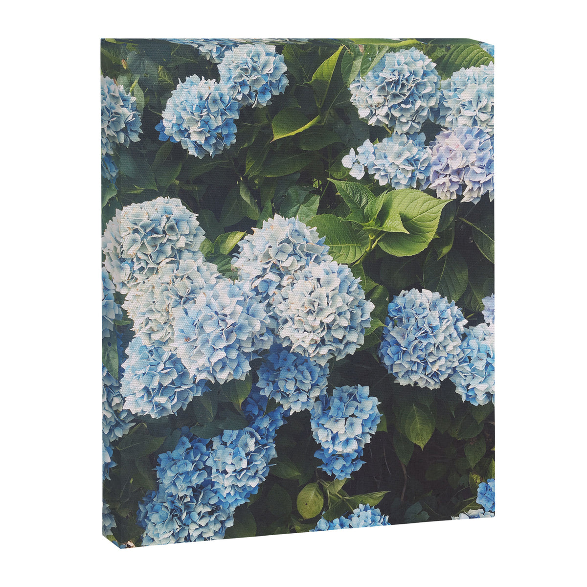 Blue Hydrangea Canvas Print Gallery Image 6