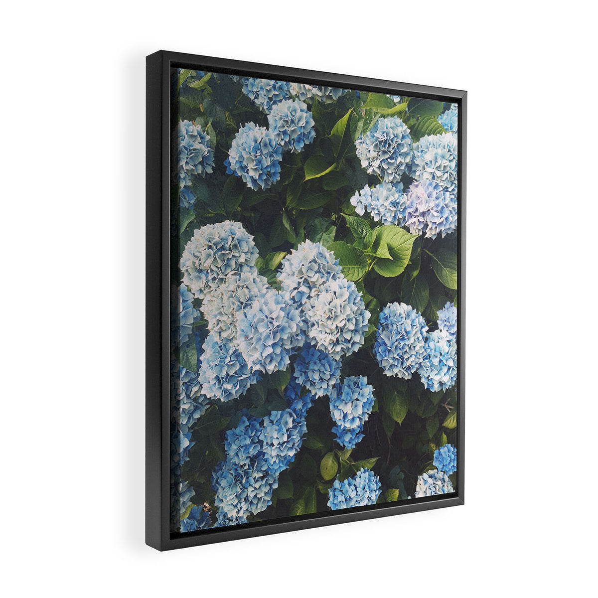 Blue Hydrangea Framed Canvas Print Gallery Image 2