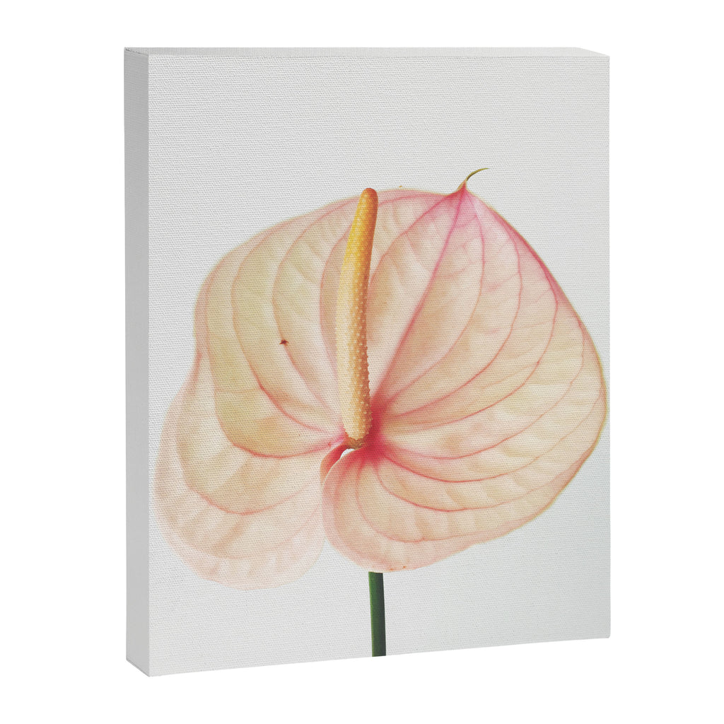 Calla Lily II Canvas Print Gallery Image 8