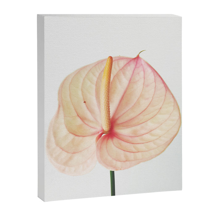 Calla Lily II Canvas Print Gallery Image 1