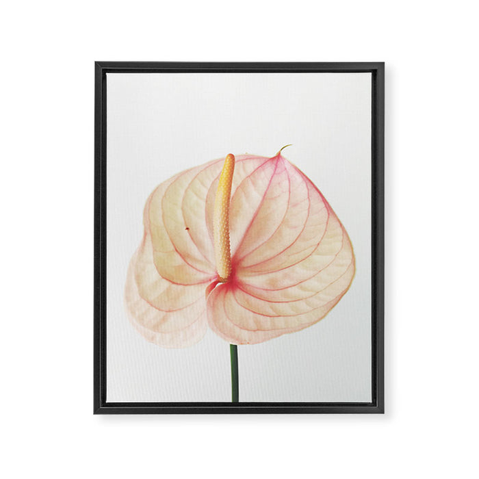 Calla Lily II Framed Canvas Print Gallery Image 1