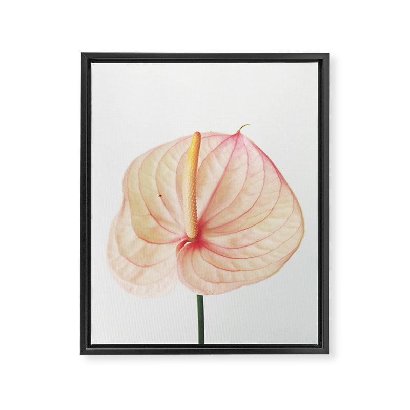 Calla Lily II Framed Canvas Print Gallery Image 8