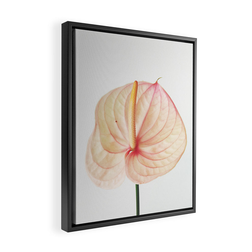Calla Lily II Framed Canvas Print Gallery Image 2