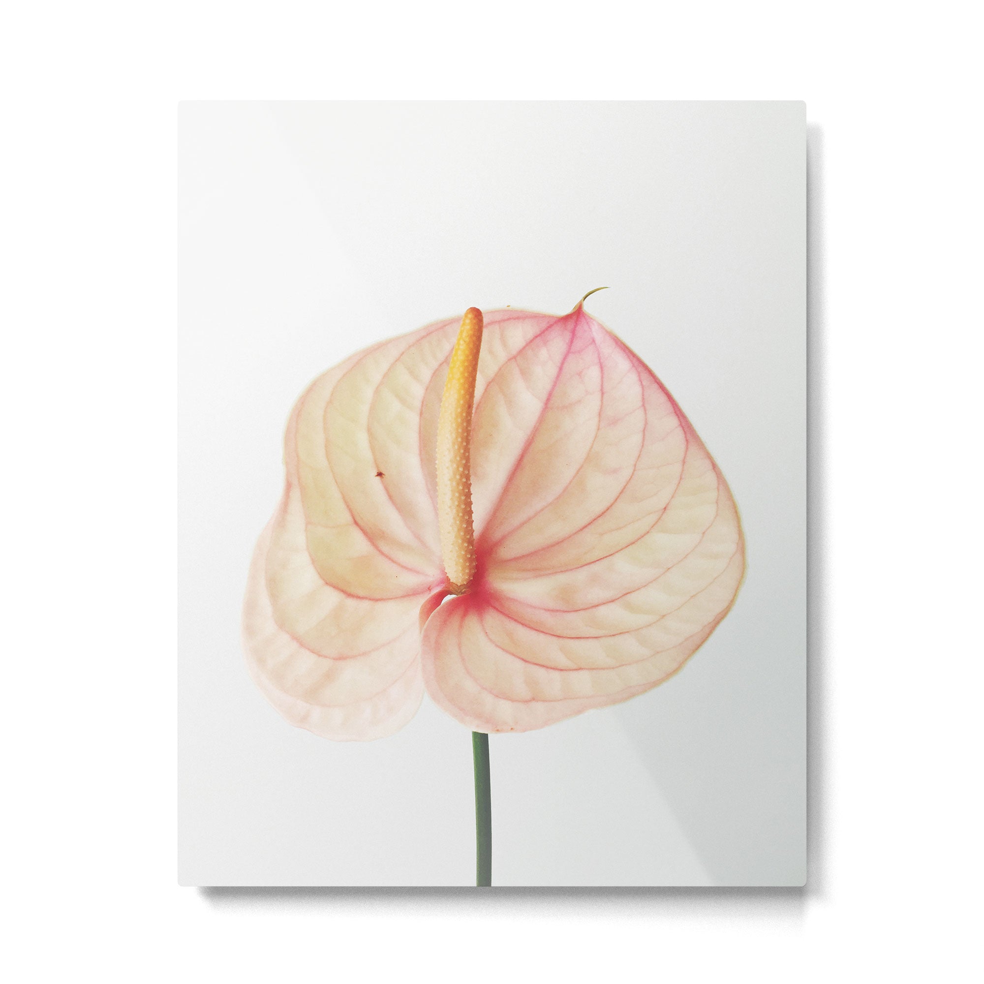 Calla Lily II Metal Print Gallery Image 6