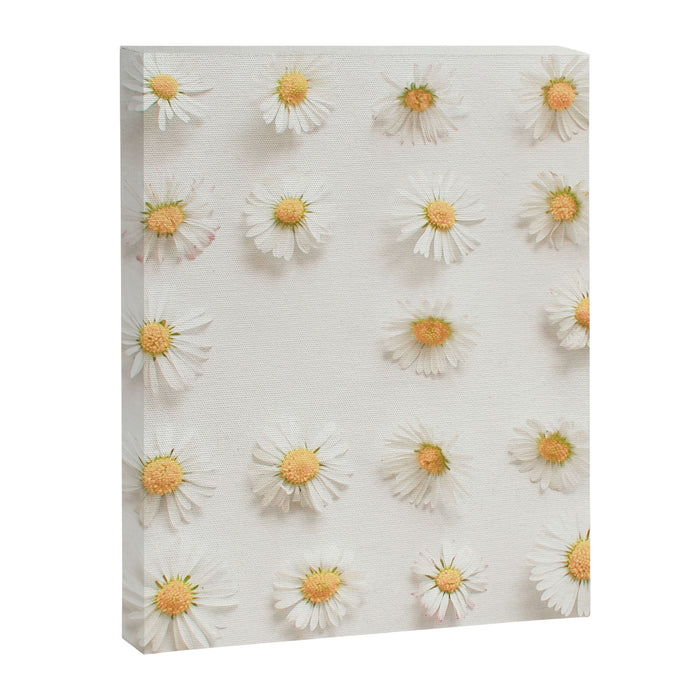 Daisy Collection Canvas Print Gallery Image 1