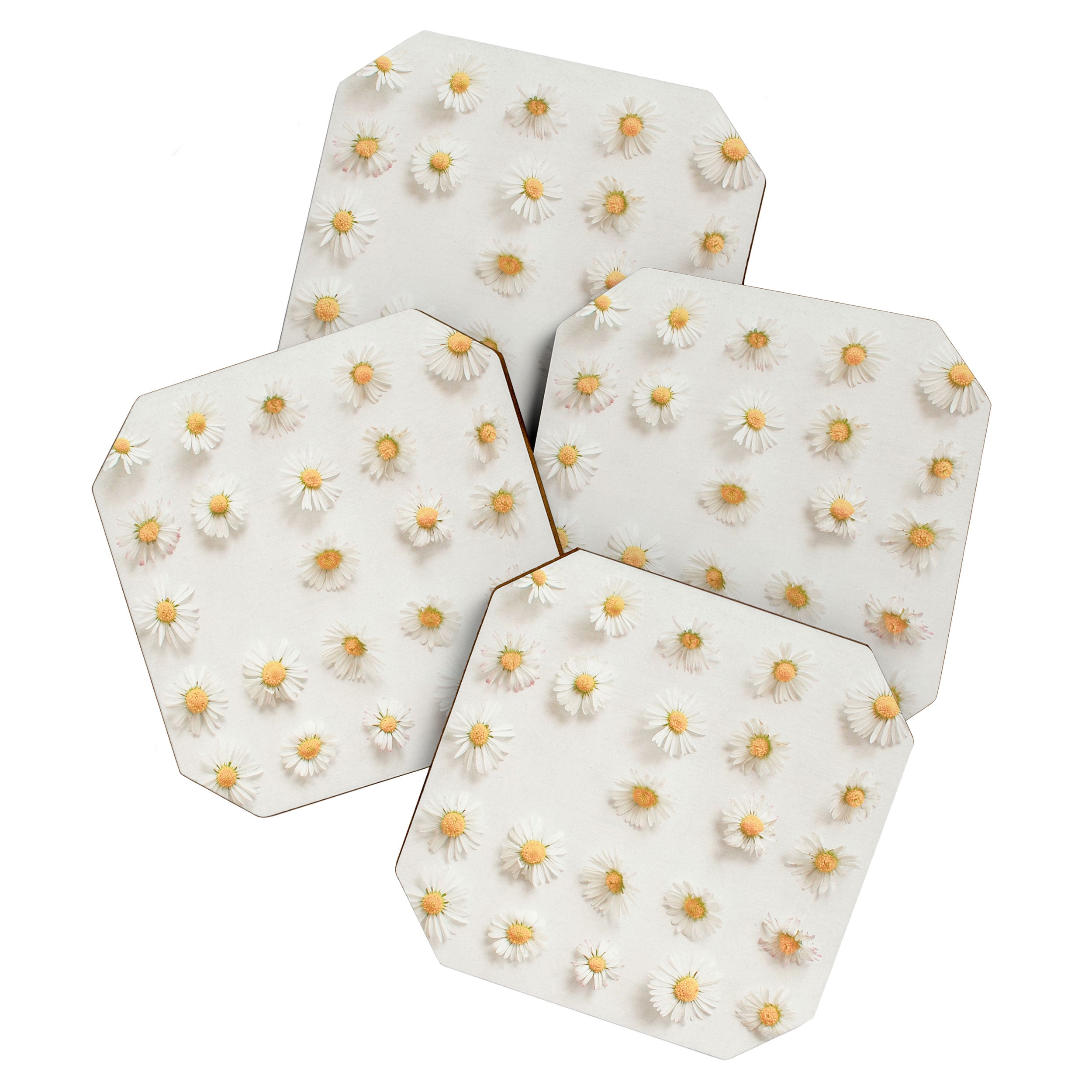 Daisy Collection Coaster Gallery Image 1