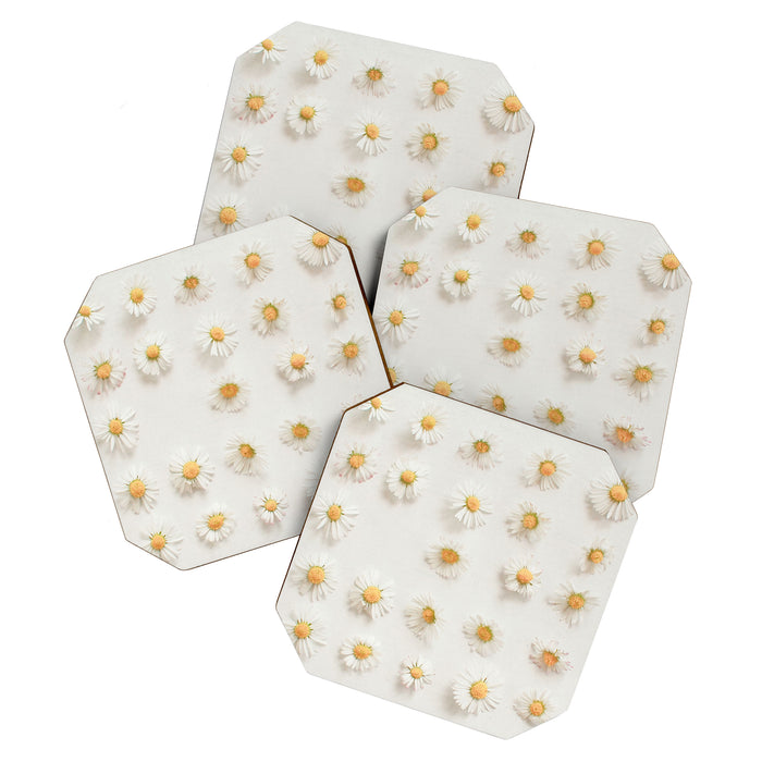 Daisy Collection Coaster Gallery Image 1