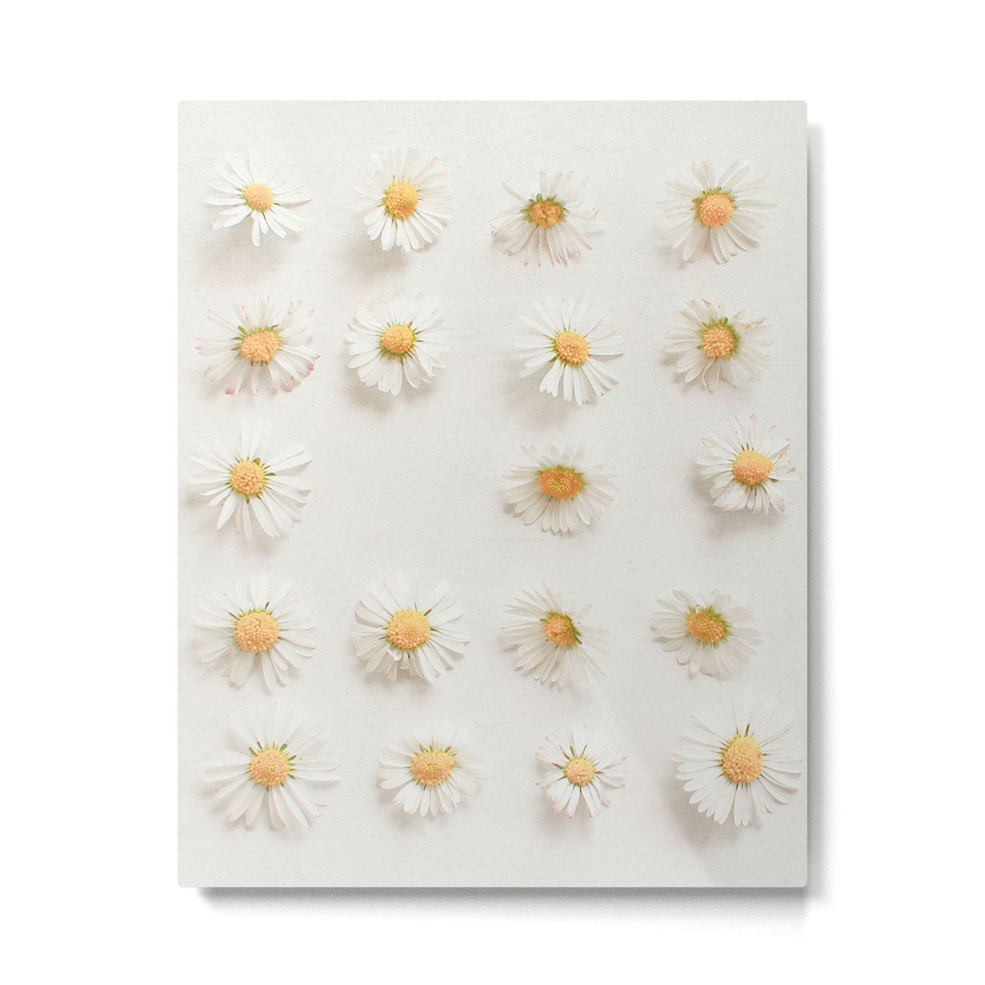 Daisy Collection Metal Print Gallery Image 6