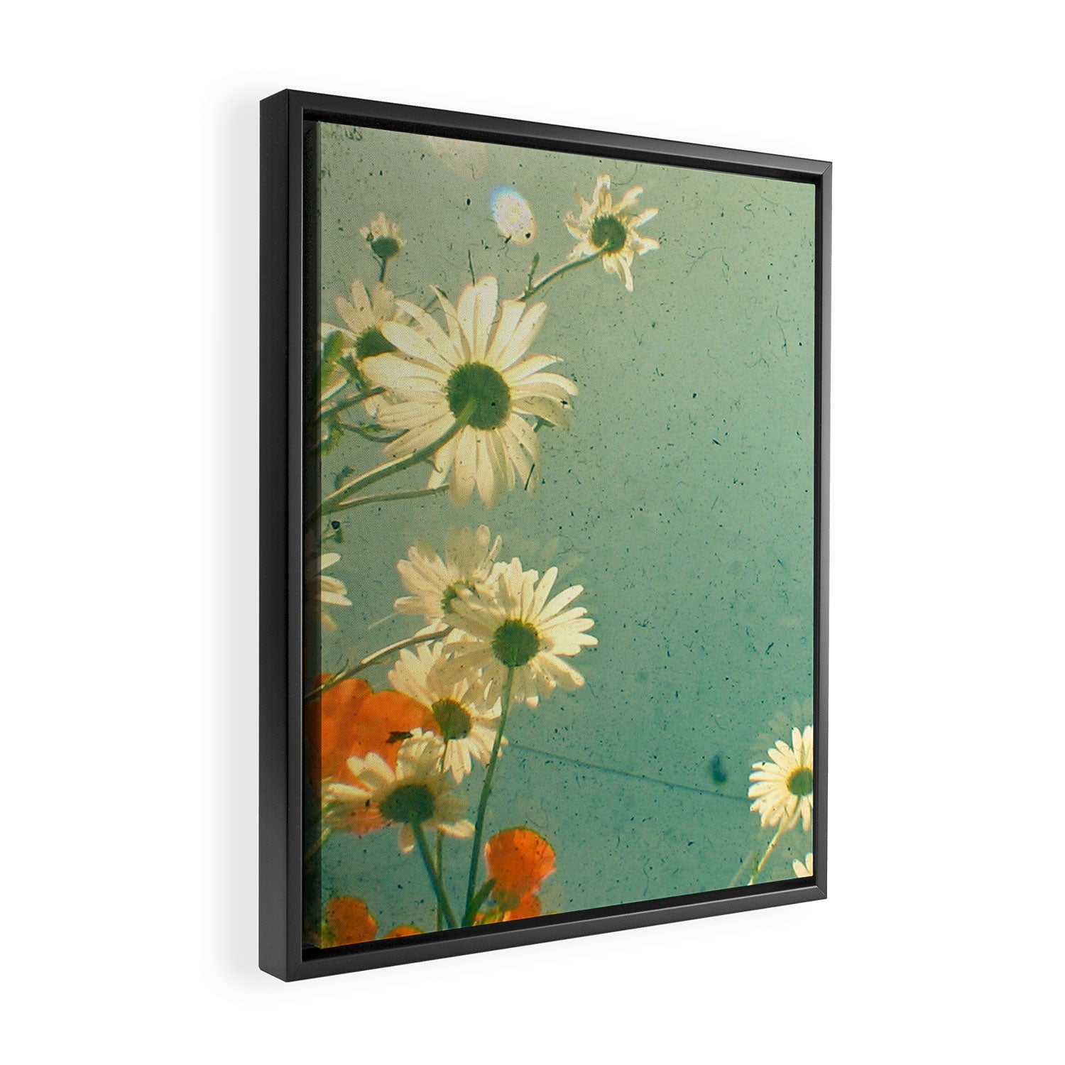 Daisy Framed Canvas Print Gallery Image 2