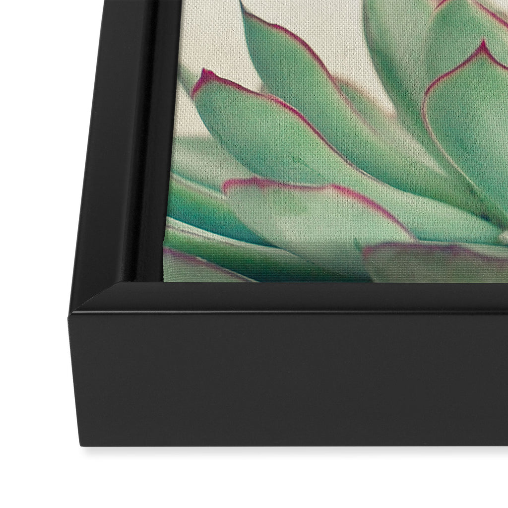 Echeveria Framed Canvas Print Gallery Image 3