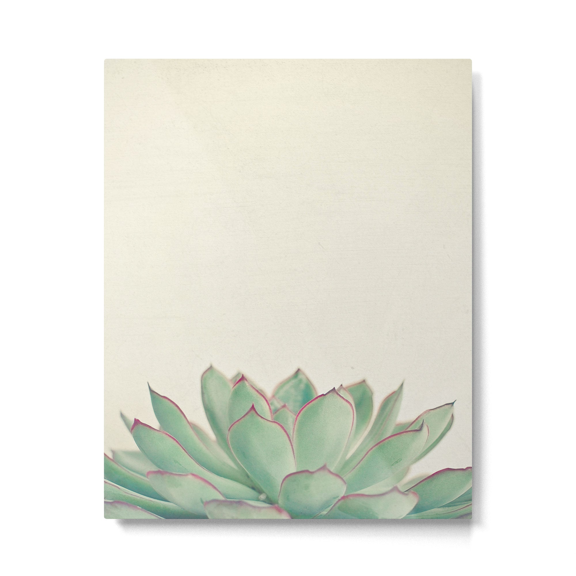 Echeveria Metal Print Gallery Image 6