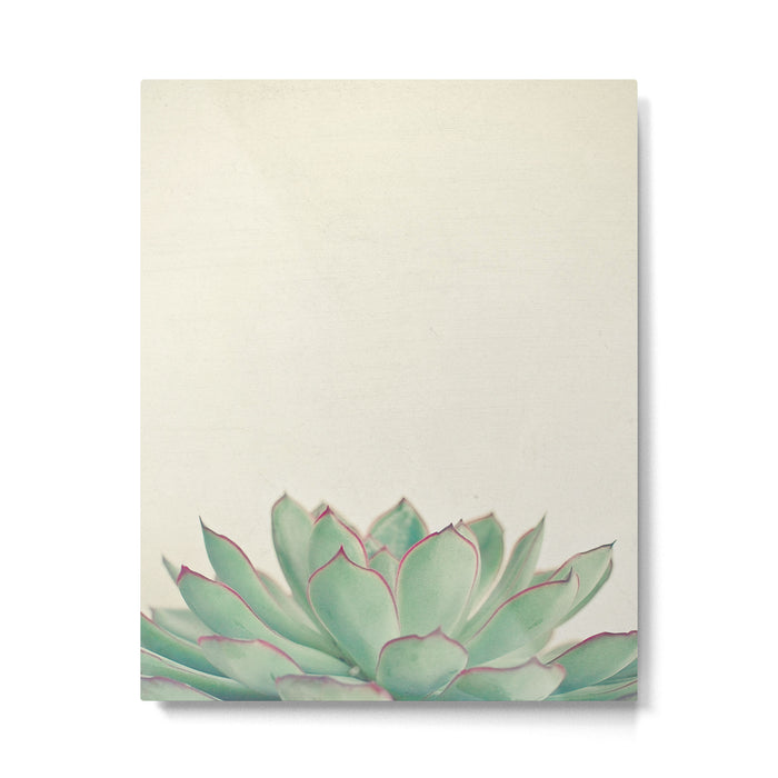 Echeveria Metal Print Gallery Image 1