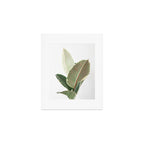 Ficus Teneke Art Print Gallery Image 1