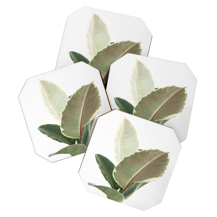 Ficus Teneke Coaster Gallery Image 1