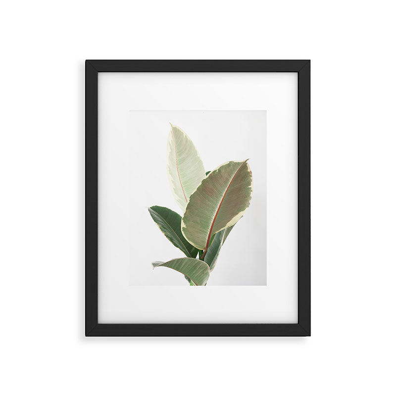 Ficus Teneke Framed Art Print Gallery Image 5