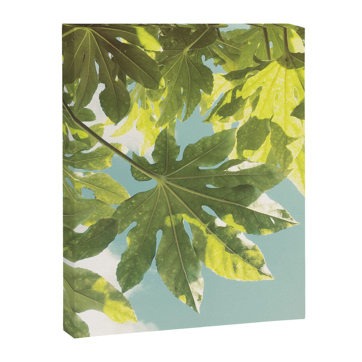Fig Leaves Canvas Print Gallery Image 8