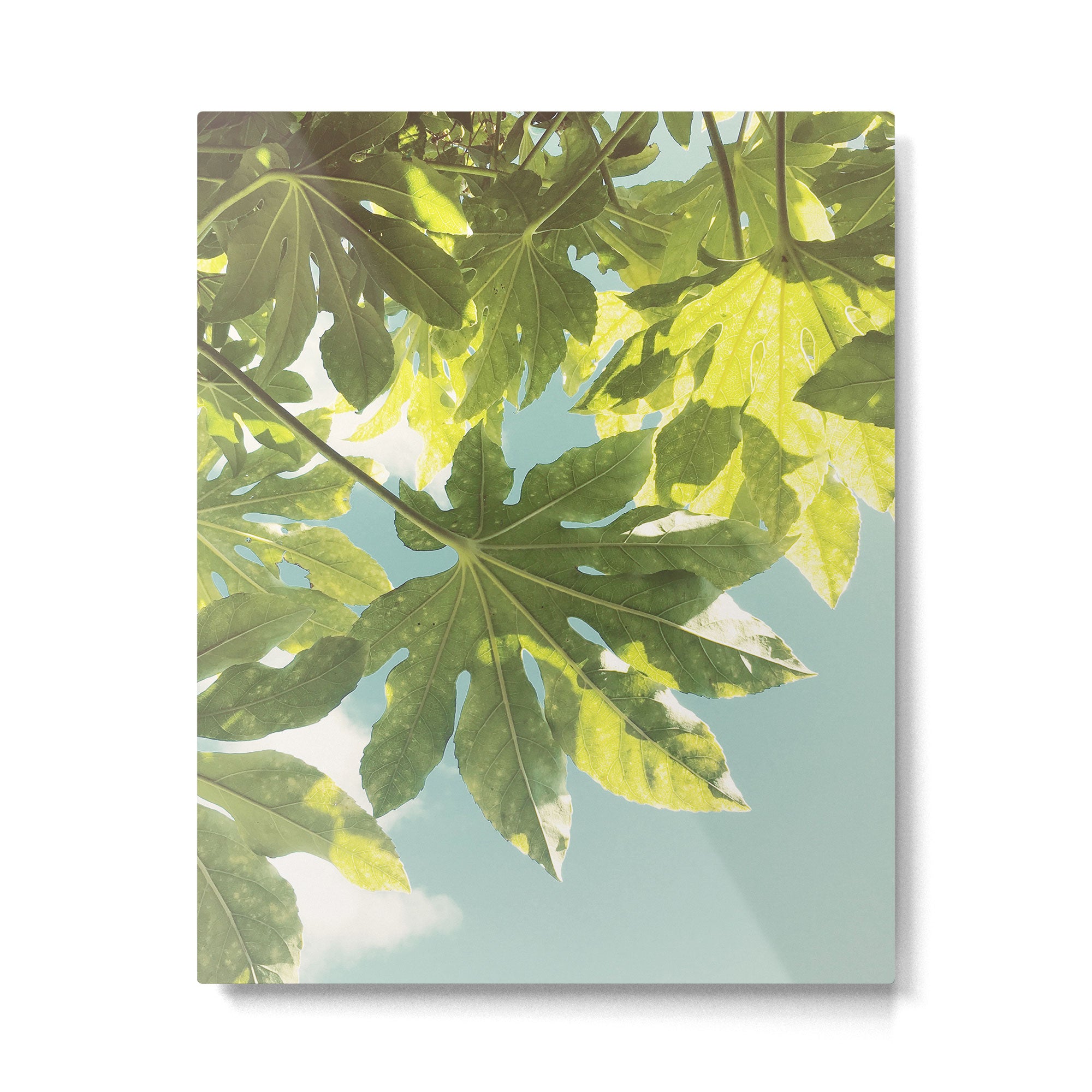 Fig Leaves Metal Print Gallery Image 6