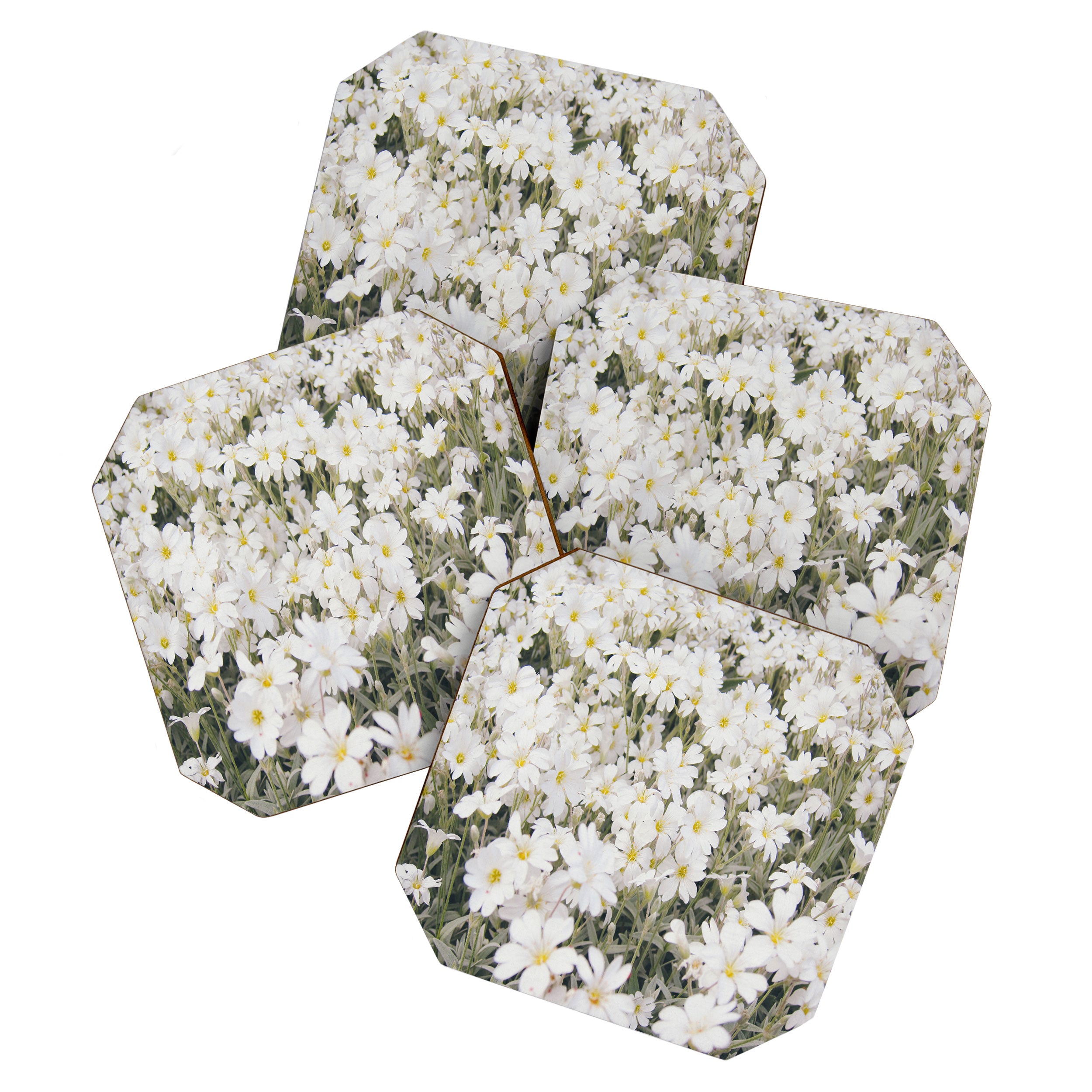 Flower Party Coaster Gallery Image 1