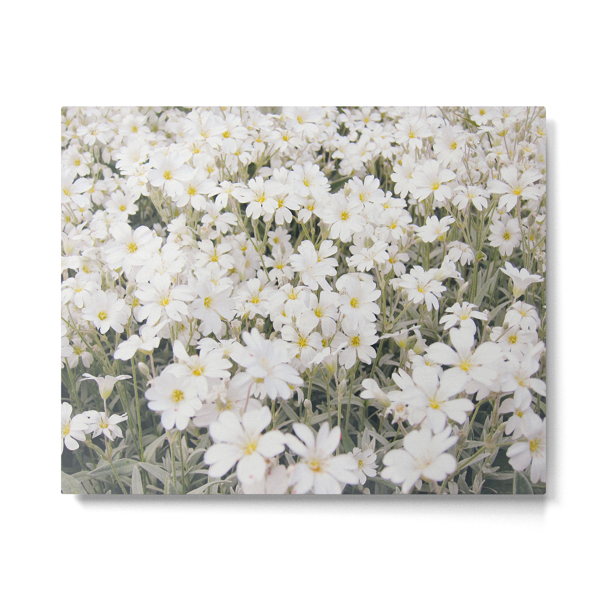 Flower Party Metal Print Gallery Image 4