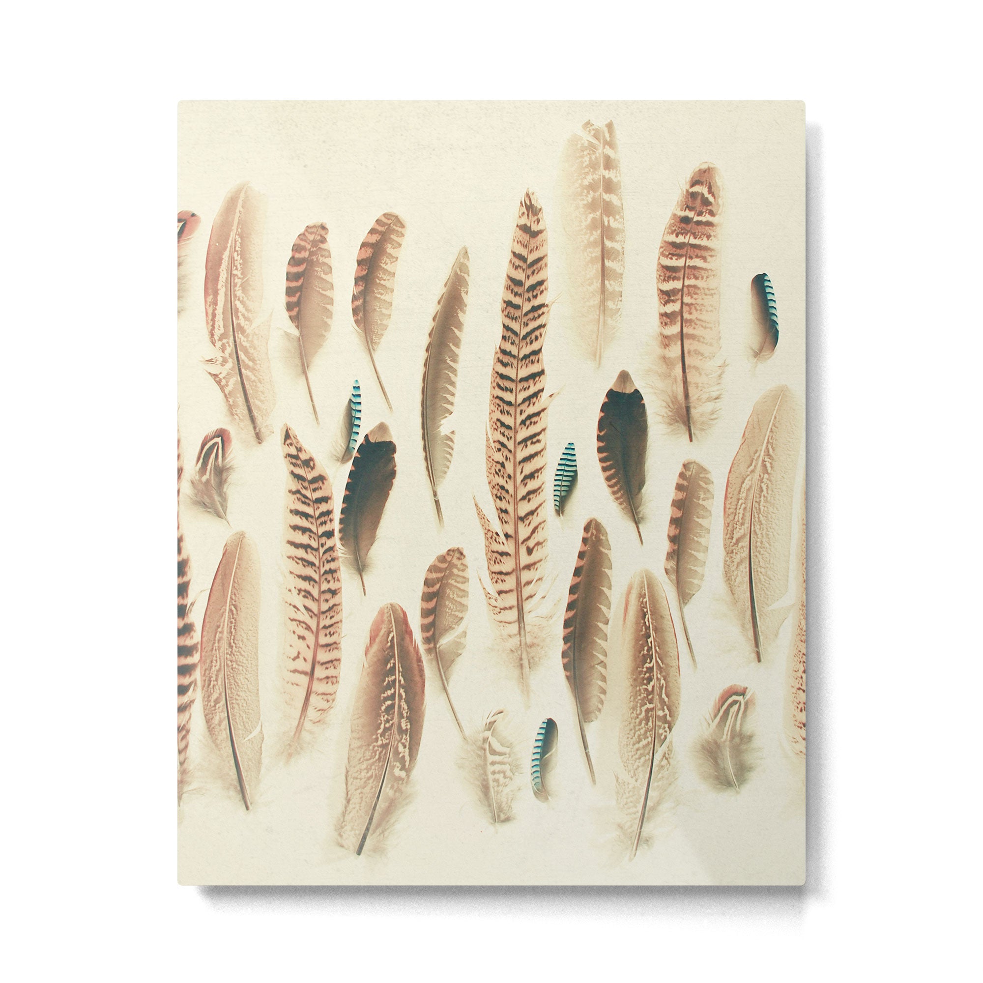 Found Feathers Metal Print Gallery Image 6