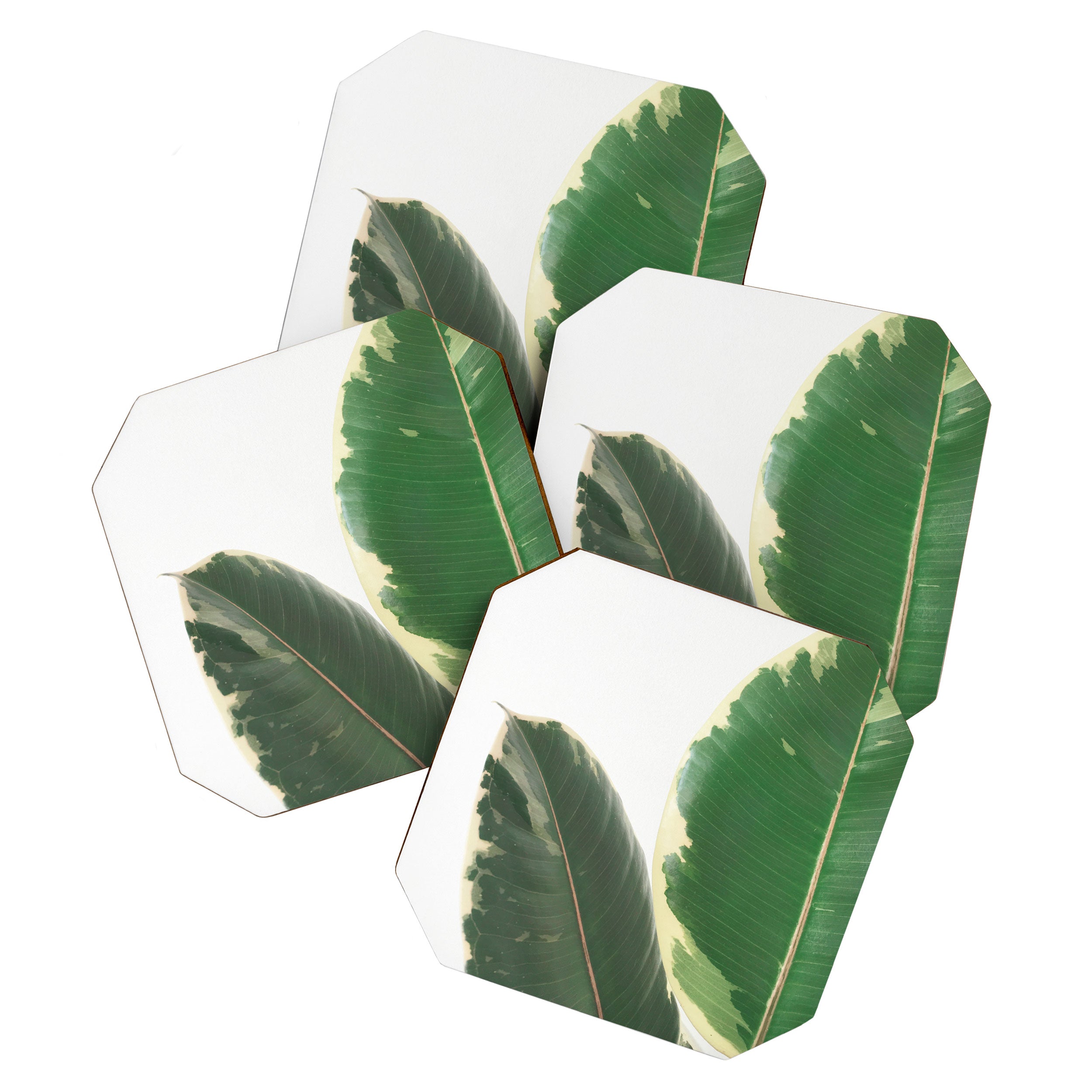 Leaf Study Coaster Gallery Image 1