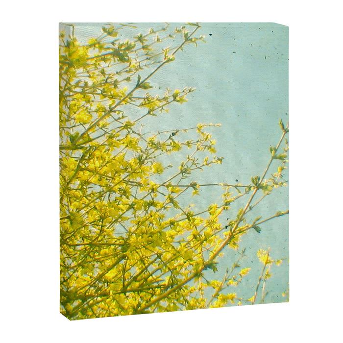 Morning Light Canvas Print Gallery Image 1