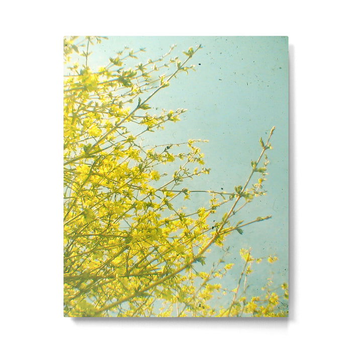 Morning Light Metal Print Gallery Image 1
