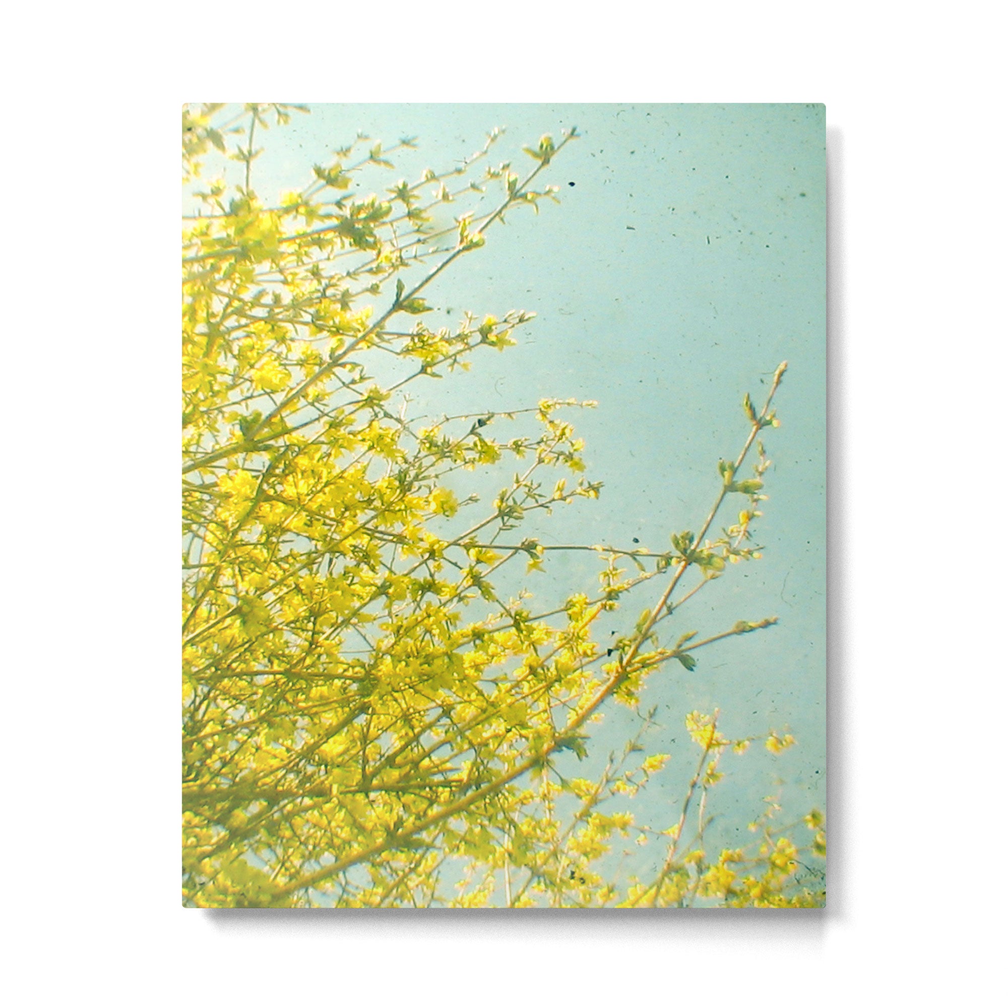 Morning Light Metal Print Gallery Image 6