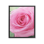 Morning Rose Framed Canvas Print Gallery Image 8