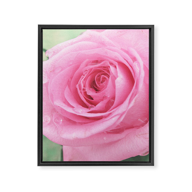 Morning Rose Framed Canvas Print Gallery Image 8