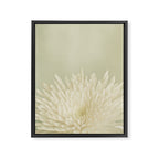 Pale Beauty Framed Canvas Print Gallery Image 8