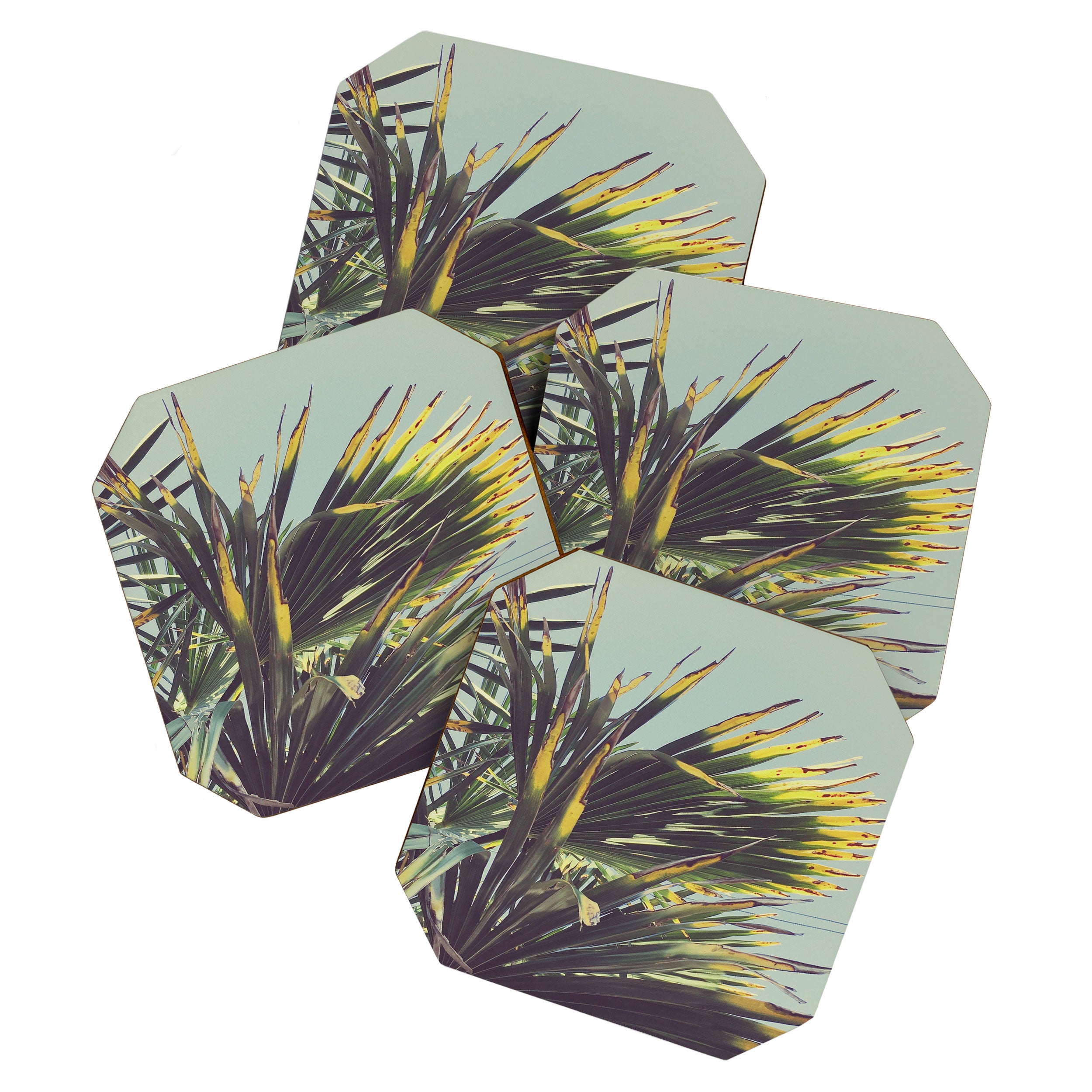 Palm Tree Coaster Gallery Image 1