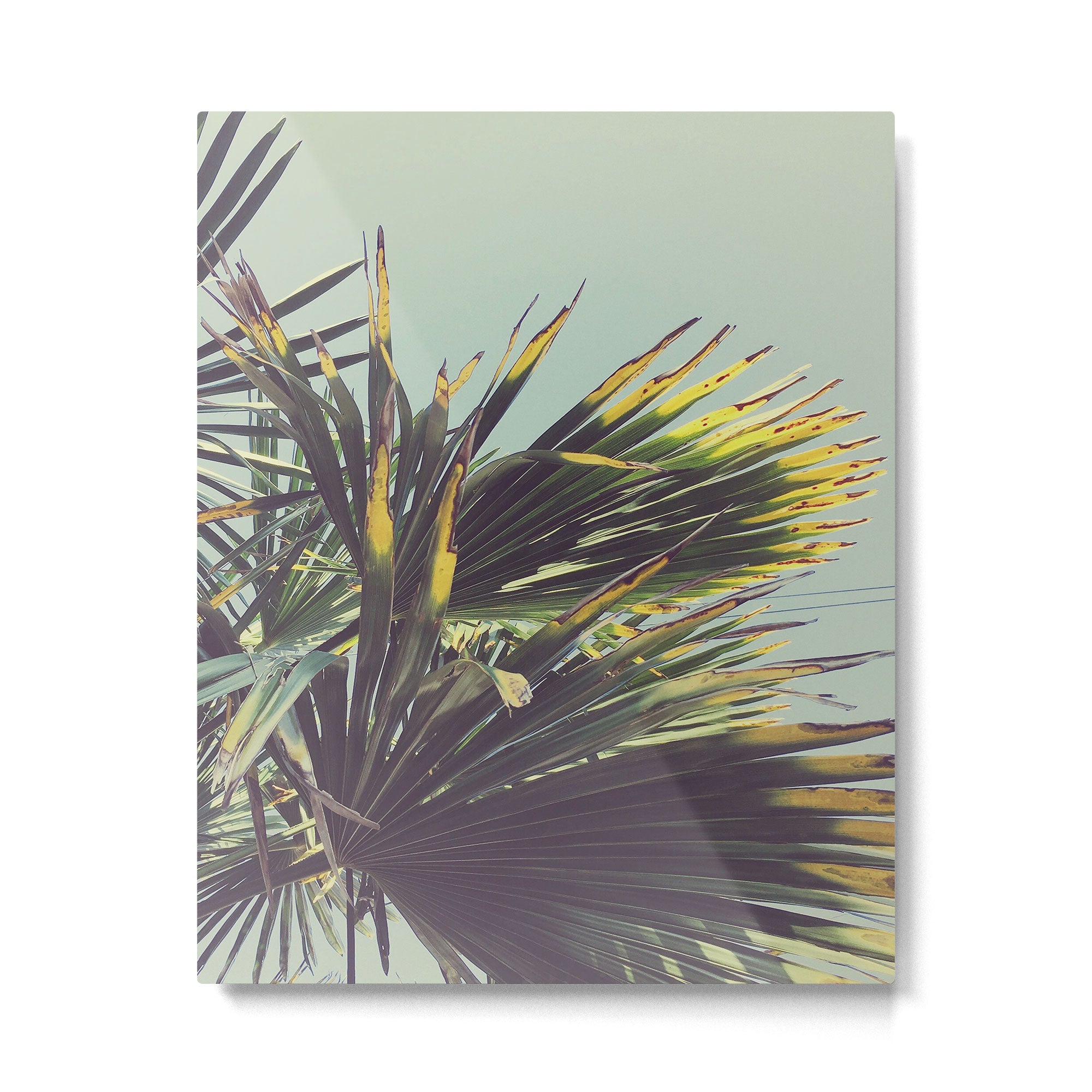 Palm Tree Metal Print Gallery Image 4